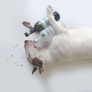 pies-na-instagramie-300x300 Pies, który zrobił karierę na Instagramie! Niesamowicie twórczy Pan i jego pies. 